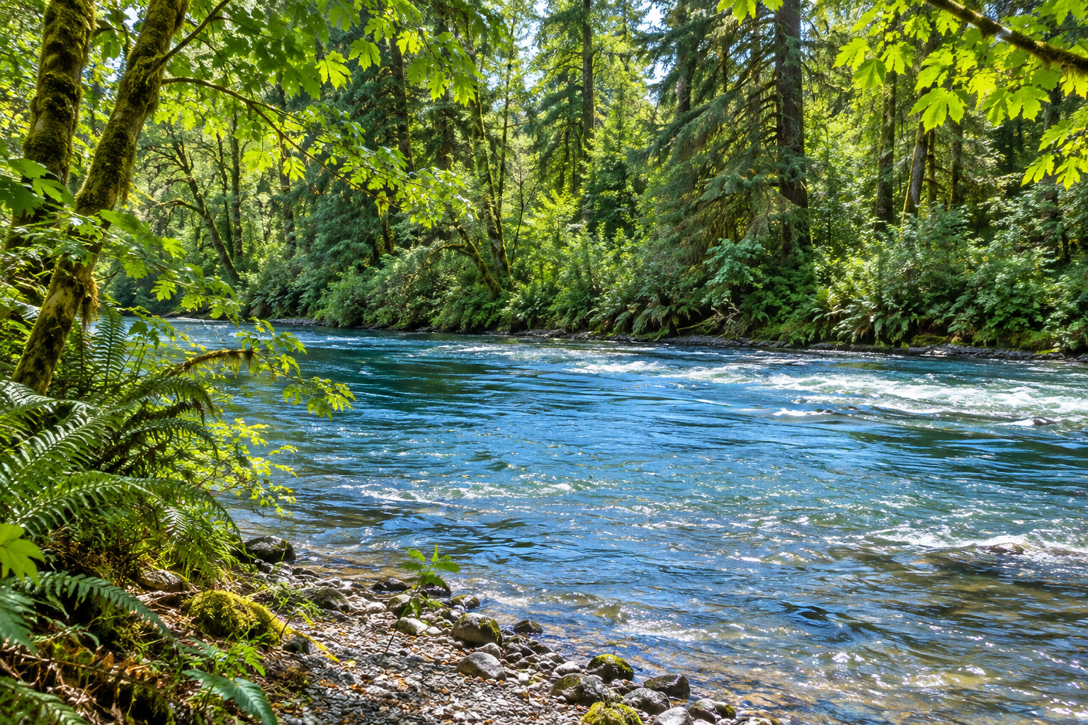 East Fork Lewis River beside the wooded grounds of Lewisville Regional Park.