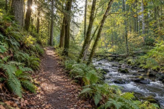 Wooded hillside trail and creek representing Mount Vista’s landscape.